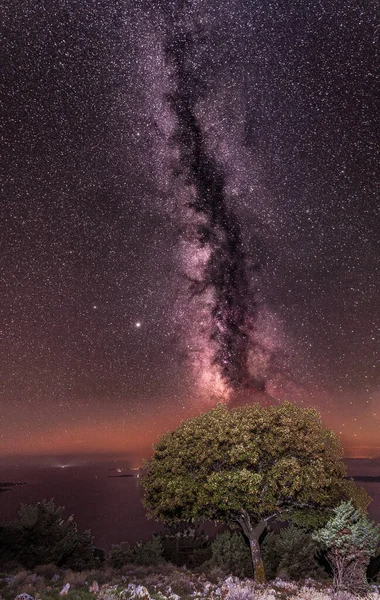 Výstřel Fascinující Mléčné Dráhy Hvězdné Obloze Nad Svěžími Stromy — Stock fotografie