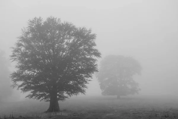 Der Dichte Nebel Auf Einem Feld Mit Bäumen — Stockfoto