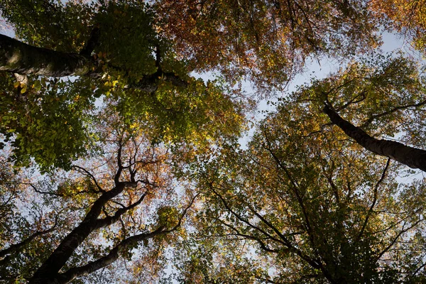 Árvores Com Folhas Laranja Dourada Campo Francês — Fotografia de Stock