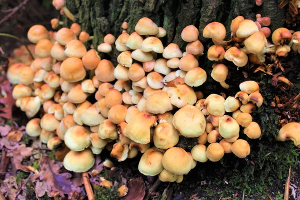 Egy Közeli Felvétel Vadon Termő Gombákról Egy Fán Erdőben — Stock Fotó