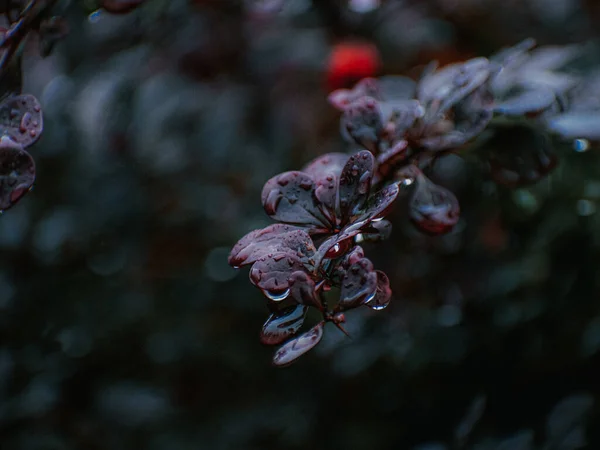 Selective Focus Shot Wet Barberry Thunberg Leaves — Stock Photo, Image