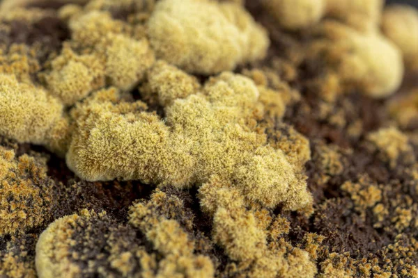 Detalhe Close Textura Marrom Amarela Trametes Versicolor Cogumelo Poliporo Comum — Fotografia de Stock