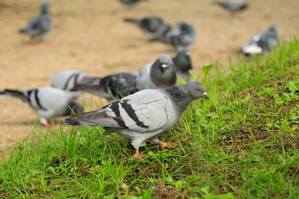 Parktaki Güvercinlerin Seçici Odak Noktası — Stok fotoğraf