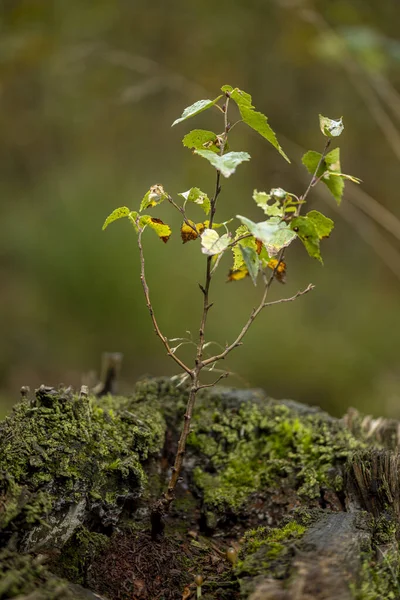 Piccolo Ramoscello Che Cresce Tronco Albero Tronco Con Muschio Fuori — Foto Stock