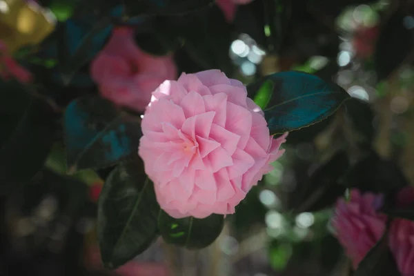 Närbild Bild Bild Floribunda Trädgården — Stockfoto