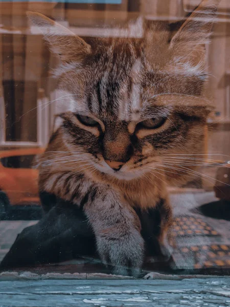 Vertical Closeup Shot Cat Window — Stock Photo, Image
