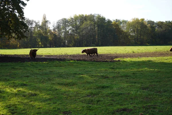 Primer Plano Vacas Las Tierras Altas Pie Medio Del Campo —  Fotos de Stock