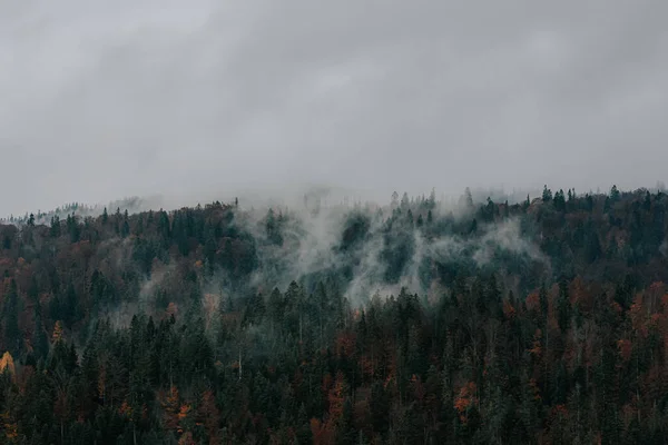 Sonbahar Ormanındaki Renkli Ağaçların Yüksek Açılı Görüntüsü — Stok fotoğraf
