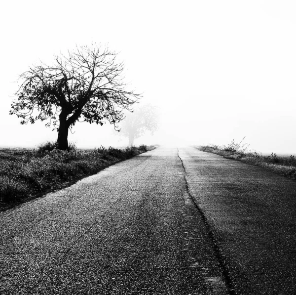 霧の日に道路近くの孤独な木の灰色のショット — ストック写真