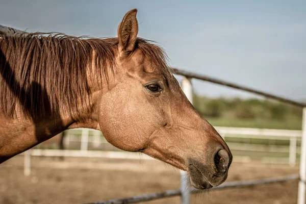 Tiro Seletivo Cabeça Cavalo Marrom Uma Fazenda — Fotografia de Stock