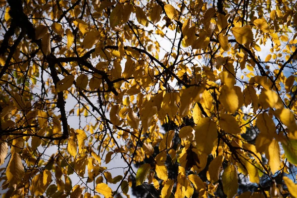Nahaufnahme Von Goldenen Blättern Herbst Französische Landschaft — Stockfoto