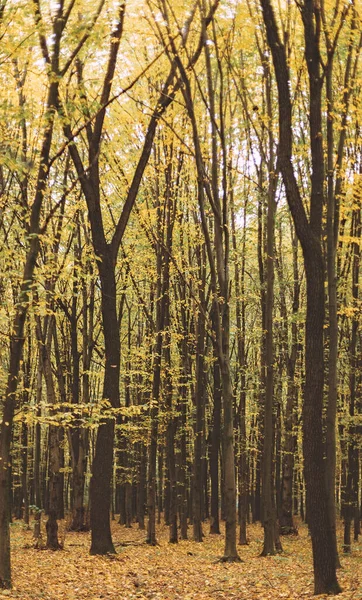 Colpo Verticale Alberi Una Foresta Autunnale — Foto Stock