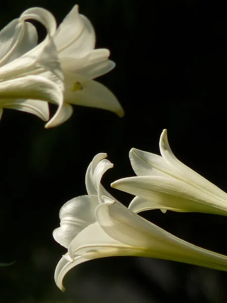 Zbliżenie Ujęcie Longflower Lily Wielkanoc Lily — Zdjęcie stockowe