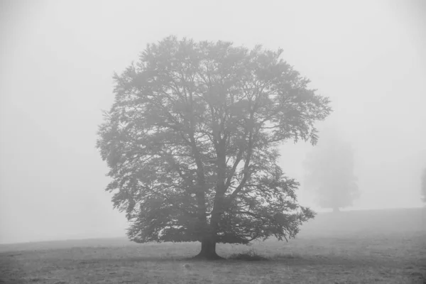 Eenzame Bomen Dikke Mist Een Regenachtige Dag — Stockfoto