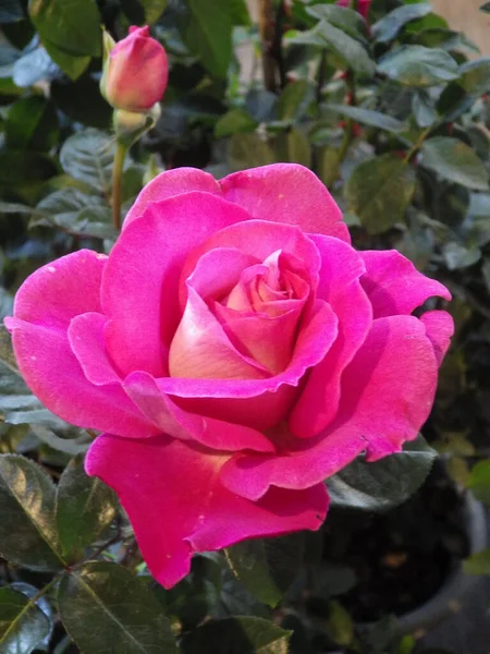 庭に美しいピンクのバラの垂直クローズアップショット — ストック写真