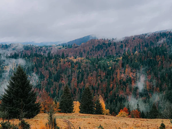 Eine Nahaufnahme Von Bunten Bäumen Einem Herbstlichen Wald — Stockfoto