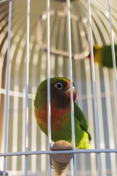 Gros Plan Beau Perroquet Coloré Assis Dans Cage Avec Lumière — Photo