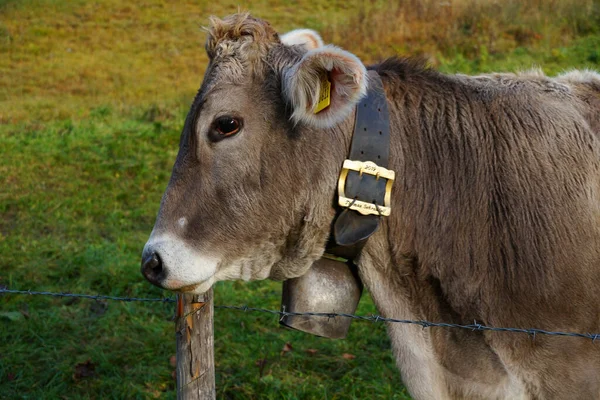Tiny Cow Cowbell Hanging His Neck Standing Middle Grass Field — Stock Photo, Image