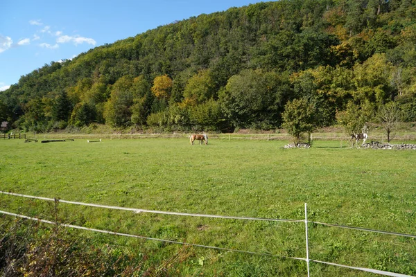 Vacker Bild Hästar Hagen — Stockfoto