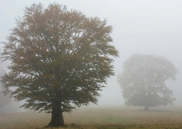 Fák Kijönnek Ködből Mint Szellemek — Stock Fotó