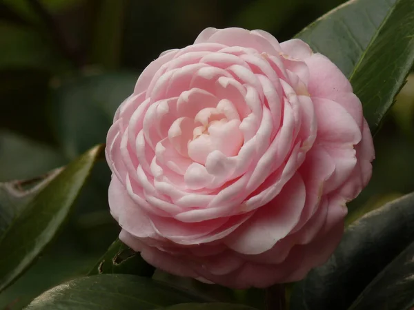 Detailní Záběr Krásné Růžové Kamélie Zahradě — Stock fotografie