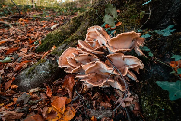 Closeup Wild Mushrooms Growing Tree Trunk — Stock Photo, Image