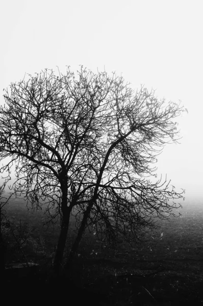 雾天裸树的垂直灰度照片 — 图库照片
