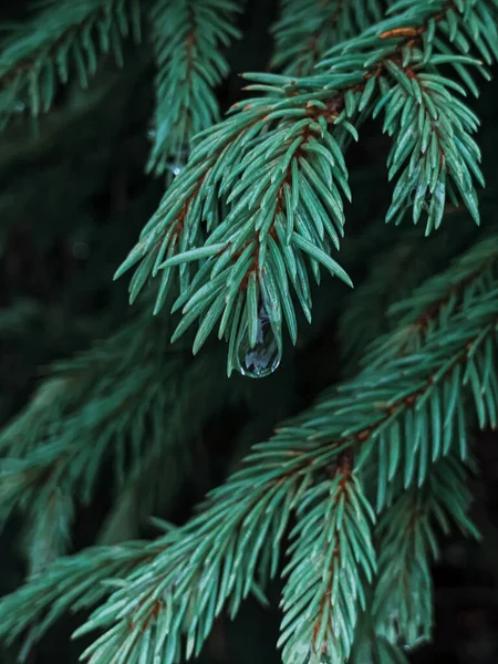 Vertical Selective Focus Shot Spruce Needles — Stock Photo, Image