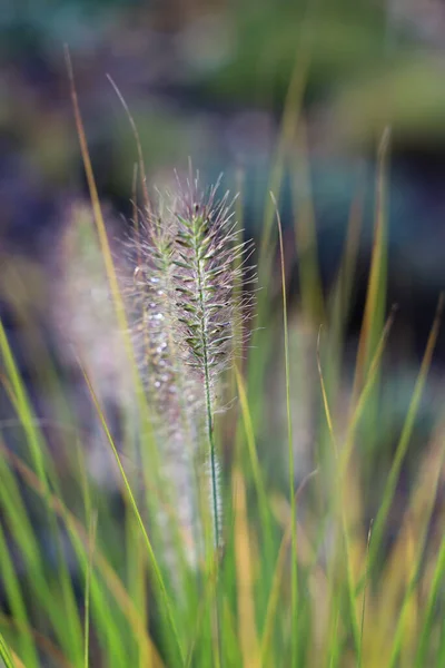甘い草の葉の垂直閉鎖ショット — ストック写真
