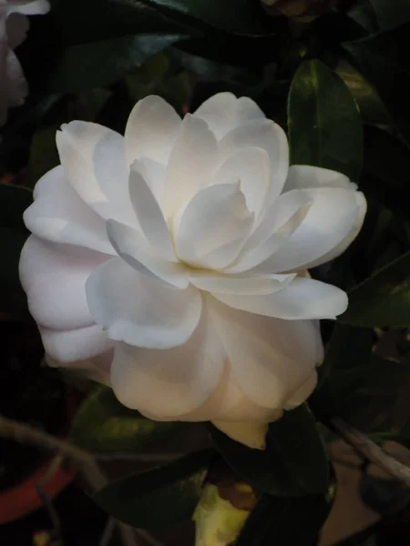 Primer Plano Vertical Una Hermosa Flor Camelia — Foto de Stock