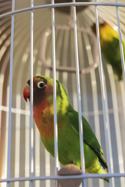 Closeup Beautiful Colorful Parrot Sitting His Cage Direct Sunlight Cage — Stock Photo, Image