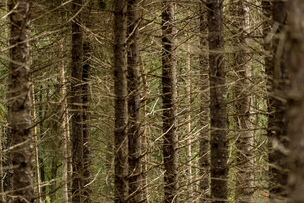 Çam Ağaçlarından Oluşan Bir Ormanda Koyu Kahverengi Güneşli Ağaç Gövdeleri — Stok fotoğraf