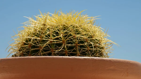 Tiro Ángulo Bajo Cactus Una Caja Flores —  Fotos de Stock