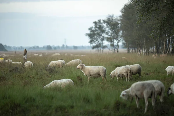 Owce Stojące Straży Wśród Wypasanego Stada Wrzosowisku Wschodzie Słońca Pochmurny — Zdjęcie stockowe