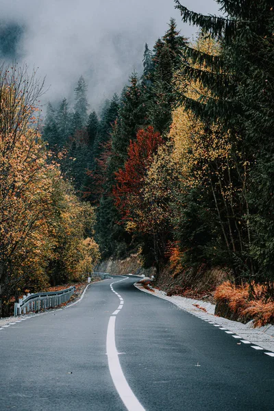秋の森の中の道路やカラフルな木々の垂直ショット — ストック写真