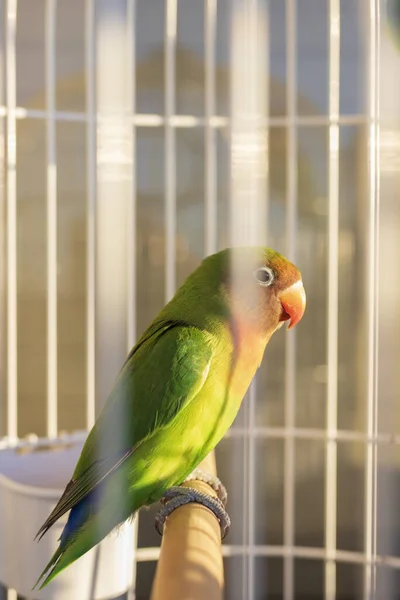 一只美丽的五彩斑斓的鹦鹉坐在笼子里 阳光直射在笼子上 — 图库照片