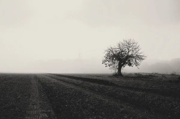 Šedivý Záběr Osamělého Stromu Poblíž Silnice Zamlžený Den — Stock fotografie