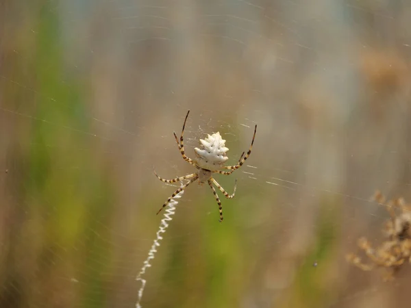 식물에 거미의 — 스톡 사진