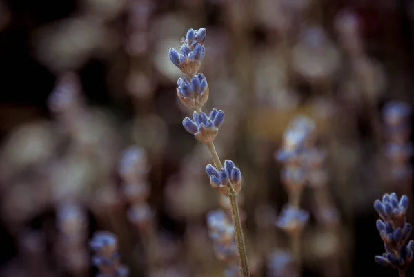 Koyu Arkaplanı Bulanık Küçük Açık Mavi Kır Çiçeklerinin Yakın Plan — Stok fotoğraf