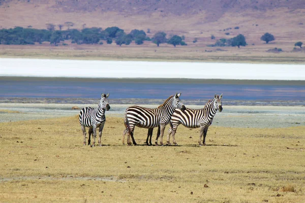 Uma Manada Zebras Valar Junto Lago — Fotografia de Stock