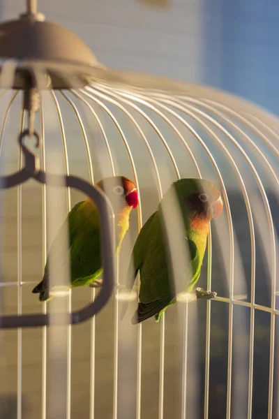 Detailní Záběr Dvou Krásných Barevných Papoušků Sedících Kleci Přímým Slunečním — Stock fotografie