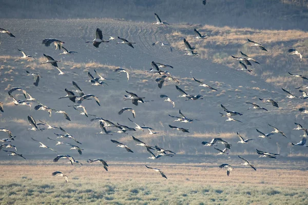 Зграя Птахів Летять Пагорбах — стокове фото