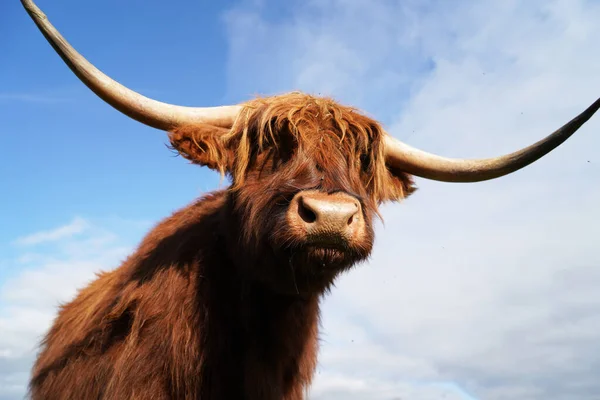 Primer Plano Una Vaca Montañesa Pie Medio Del Campo Día —  Fotos de Stock