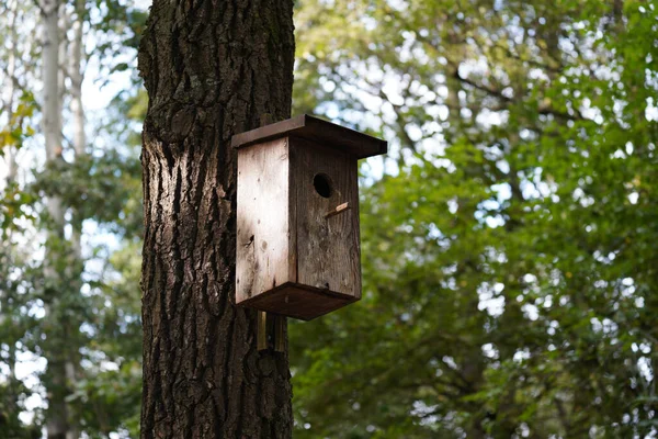 Een Closeup Van Een Vogelhuis Een Boom — Stockfoto