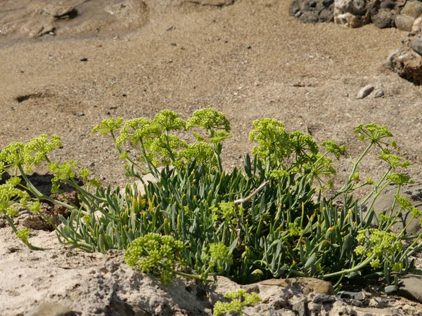 Primo Piano Piante Campo Catturato Durante Giorno — Foto Stock