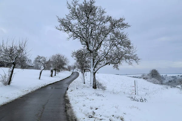 Una Strada Circondata Alberi Ricoperti Neve Sotto Cielo Nuvoloso Inverno — Foto Stock