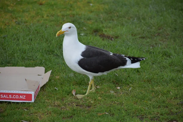 Auckland New Zealand Nov 2020 View Seagull Inspecting Sals Pizza — Stock Photo, Image