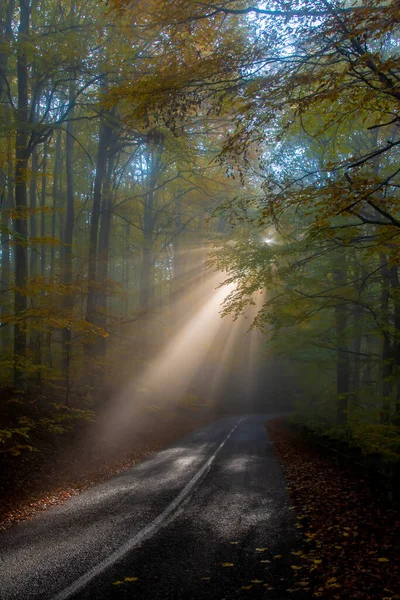 Sonnenstrahlen Durch Den Nebel Wald Auf Der Straße Herbst — Stockfoto