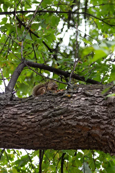 Una Toma Vertical Ángulo Bajo Una Ardilla Tronco Árbol — Foto de Stock