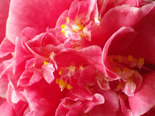 Güzel Bir Kamelya Çiçeğinin Yakın Çekimi — Stok fotoğraf
